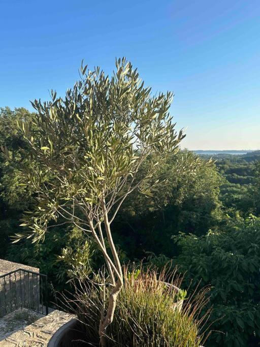 Sous Le « Figuier » Villa Cornillon-Confoux Екстериор снимка