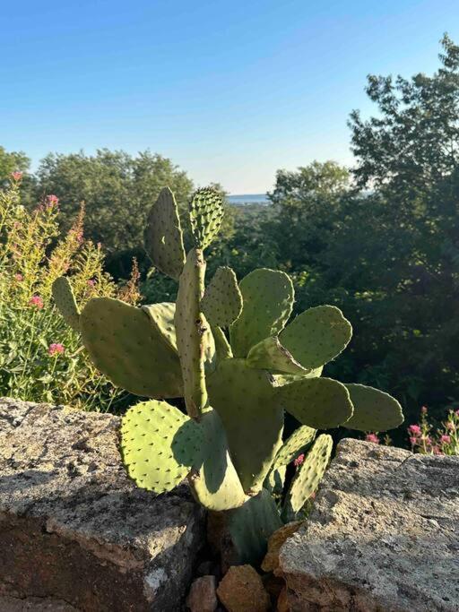Sous Le « Figuier » Villa Cornillon-Confoux Екстериор снимка
